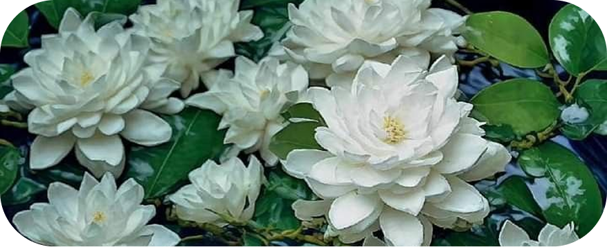 Loto blanco