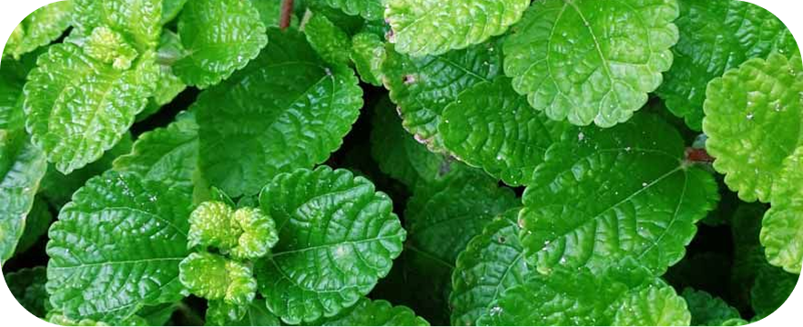 Menta