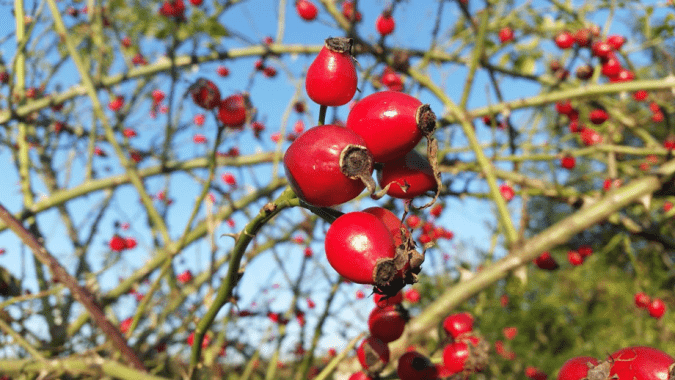 EL LENGUAJE DEL OTOÑO, OBTENER INFORMACIÓN DE LA NATURALEZA.